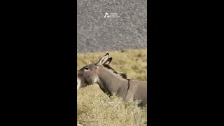 Burros Being Burros [upl. by Eseerehs]