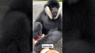 Black Crested Gibbon trending youtubeshorts shorts funny [upl. by Hayashi]