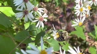 White Wood Aster Plant Profile [upl. by Eileme]