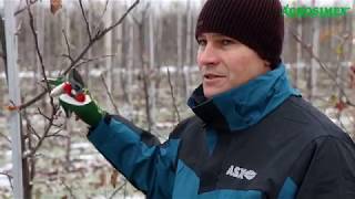 Zimowe cięcie jabłoni  Robert Binkiewicz  Agrosimex [upl. by Maxentia]