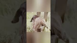 Just born wobbly legs welcome wildwildlife youtubeshorts viralshort subscribemychannel [upl. by Suolevram]