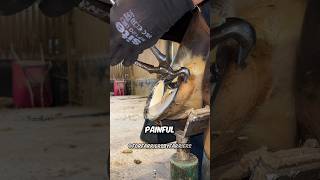 How to clean a horses Hoof 😯 [upl. by Lem]