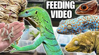 FEEDING MY PET REPTILES 50 SILKWORMS SKINKS GECKOS TURTLES AND MORE SILKWORM FEEDING VIDEO [upl. by Assirahc127]