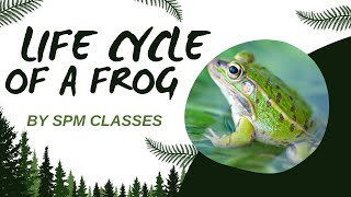 Life Cycle Of A Frog  By SPM Classes  Best Learning Videos For Kids  Education For Kids [upl. by Olocin355]