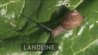 Farming snails helping support dementia sufferers [upl. by Alyose]