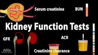 Kidney Function Tests Animation [upl. by Weismann]