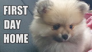 8 week old Pomeranian Puppy  FIRST DAY HOME [upl. by Hummel]