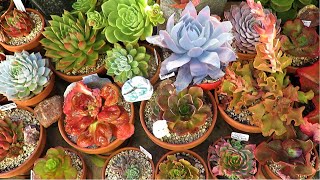 These Succulents Can Survive The Winter Frost  Growing Succulents with LizK [upl. by Malet849]