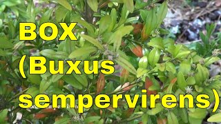 Buxus sempervirens  common box European box or boxwood tree identification uk [upl. by Nakeber]