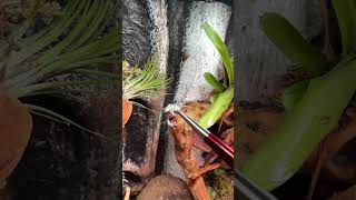 Dumpy tree frog slow motion feeding [upl. by Thetos]