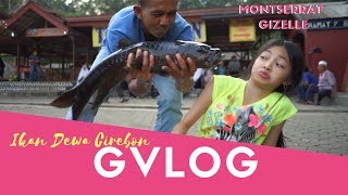 GVLOG 4  Ketemu Ikan Dewa di Cirebon [upl. by Siol712]