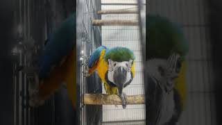 Big Bird bollywood hindi music viralvideos shortvideos [upl. by Dinin]