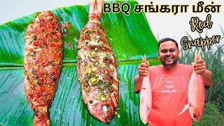 Grilled Fish Recipe  Grilled Fish Cooking In Village  Red Snapper Fish  சங்கரா மீன்  BBQ Fish [upl. by Nicoli81]