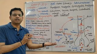 Cholinergic Drugs Part 04  Anticholinesterases Mechanism of Action and Site of Action [upl. by Marlena]