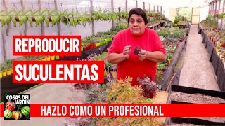 Como reproducir suculentas  Así lo hacen los profesionales [upl. by Adohr]