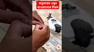 কবুতরের ওষুধ খাওয়ানোর নিয়ম [upl. by Daffy]