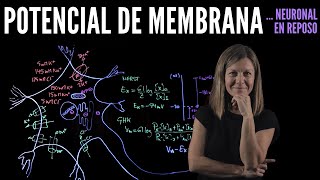 Potencial de Membrana en reposo de una neurona [upl. by Booze]