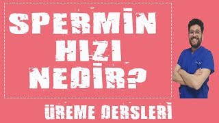 Sperm Hızı Nedir  Sperm Ne Kadar Sürede Yumurtaya Ulaşır [upl. by Jerrie673]