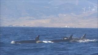 ORCAS in the Strait of Gibraltar excursion with Turmares [upl. by Ellitnahc]