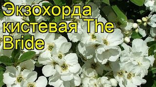 Экзохорда кистевая Зе Брайд Краткий обзор описание характеристик exochorda The Bride [upl. by Aldridge373]