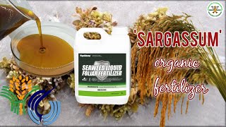 Sargassum  Seaweed Liquid Foliar Fertilizer  Organic Fertilizer [upl. by Brause]