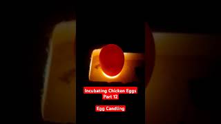 Incubating Chicken Eggs Part 12  Egg Candling [upl. by Prevot]