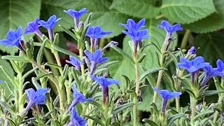 Lithodora Grace Ward 🪻🪻🪻 Potted Lithodora [upl. by Tabbi647]