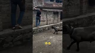 Ram Attack Gone Wrong 😆 Watch Him Dodge Every Time [upl. by Llesig]