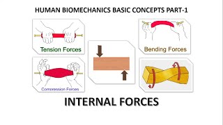 Human biomechanics basic concepts part1kinetics and clinical applications internal force stress [upl. by Edmunda]