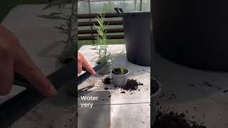 howto take tarragon cuttings This shows you the best way to make more tarragon plants short [upl. by Anewor]