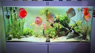 Ciano Aquarium Emotion Pro Nature 120 by natureaquariumdesign [upl. by Mairim716]