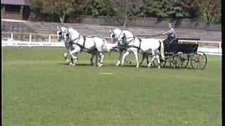 Szilvásvárad Lipizzaners driven by József Bozsik [upl. by Serrano660]