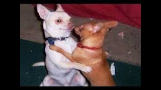 Video engraçado de cachorros dançandocompilaçao [upl. by Nwahsear]