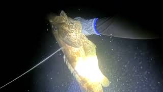 Abu Dhabi Spearfishing EP031 Another Successful dive jackpot sa Hamourlapu lapu hamour seabream [upl. by Threlkeld]