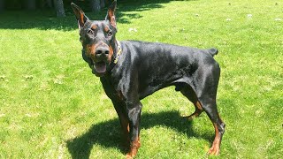 Doberman For 1st Time Owner is it safe [upl. by Adlemy515]