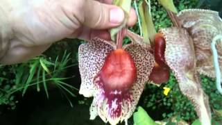 OrchidWeb  Coryhopea Red Martian [upl. by Jacinta]