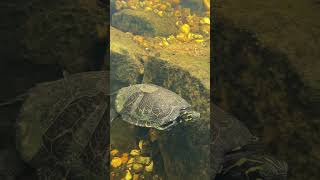 Wild Turtles in My Backyard Aquascape Ecosystem Pond [upl. by Leinehtan]