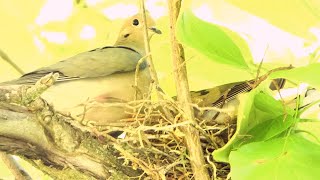 Mourning Doves Build a Nest [upl. by Korfonta590]