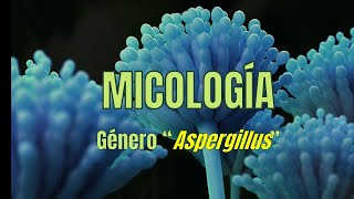 Género Aspergillus  Micología  Tema 3  Microbacter [upl. by Ulick950]