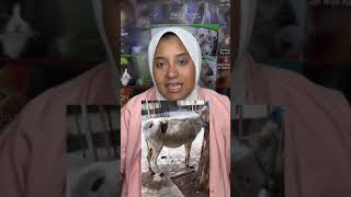 مآساة كليات طب بيطري في جامعات مصر  Misery of Veterinary Schools in Egypt [upl. by Namrac]