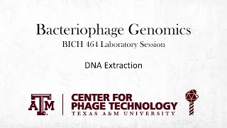 Phage DNA extraction [upl. by Leahcimrej373]