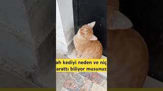 🔥ALLAH KEDİYİ NİÇİN YARATTIkeşfetbeniöneç kesfetteyiz shortvideo youtubeshorts short trending [upl. by Anairam]