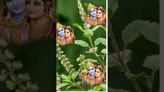 Namoh namah krishna prem preyasi [upl. by Rramo475]