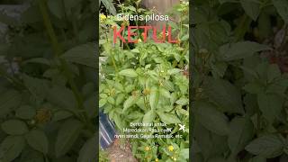 Did You Know Bidens pilosa  ketul shorts herbal herbalife medicine plants shortvideo health [upl. by Assyl963]