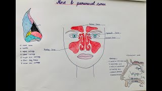 nose  paranasal sinuses  anatomy physiology structure [upl. by Mackenie780]