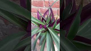 Tradescantia spathacea plant in winter growing rapidly [upl. by Aloz]