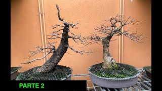 La mia collezione bonsai  PARTE 2 [upl. by Ynes]