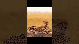 Cheetah Running animals wildlife shorts [upl. by Lew]