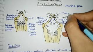 Rhomboid Fossa Floor of the Fourth Ventricle [upl. by Allsopp]