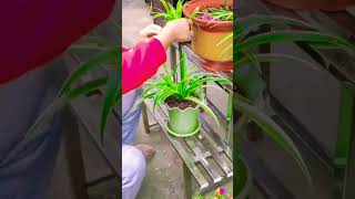 Tie a braid for the spider plant Its perfect to use this antilodging bracket [upl. by Macleod]